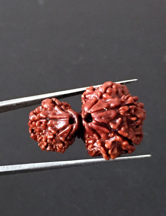 GauriShankar Rudraksha Certified (Nepal Origin)